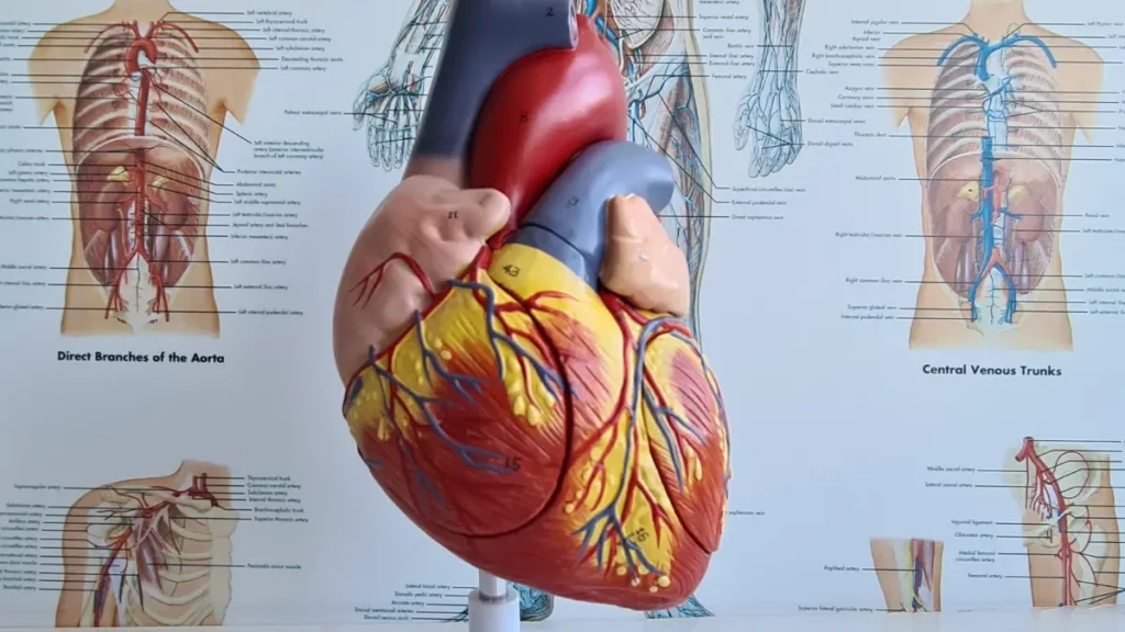 Como é feita a cirurgia de cardiopatia congênita