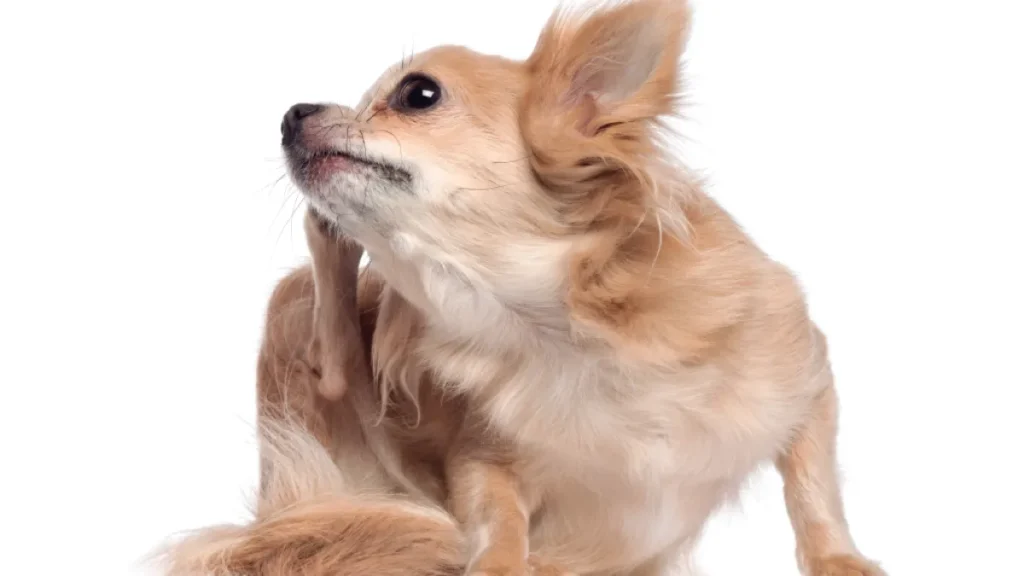 Medicamento inovador para dermatite atópica canina chega ao Brasil